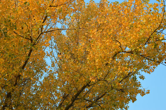 Autumn leaves of yellow and green leaves.