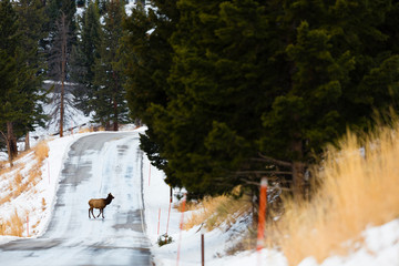 YELLOWSTONE, USA Single deer crossing road.