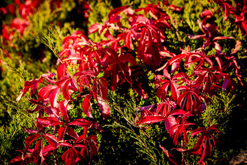 Red leaves of Virginia creeper