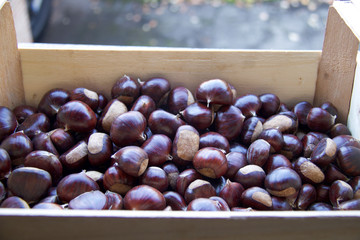 Obraz premium wooden box full of big ripe chestnuts