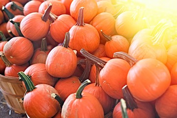 Pumpkin selection  for Halloween 