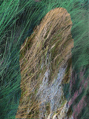 Humans shadow on the grass