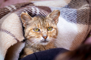 An old cat, covered with a blanket in bed, looks forward_