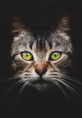 fantastic cat with green eyes