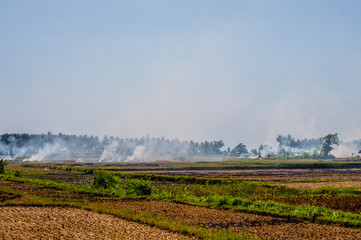 burning rice fields in Indonesia - Lombok