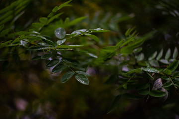 Autumnal nature card