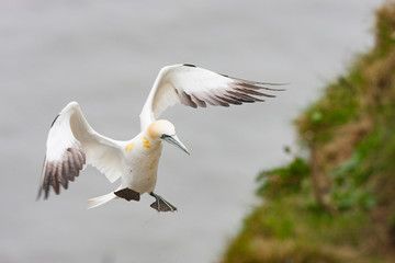Obraz premium BEMPTON, UK Gannet (morus bassanus) approaching nest.