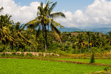 Fototapeta premium rice fields in Bali
