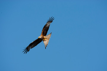 CEREDIGION, WALES. Red kite in flight against blue sky.