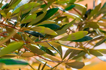 Background of leaves, stems and branches of the olive tree. Defocused texture of green tones (olive, light and dark, ocher)