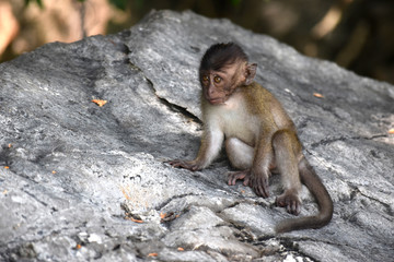 bebé mono sobre las rocas