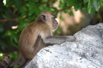 Pequeño mono en la playa de Tailandia