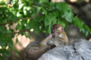 Pequeño mono comiendo en su hábitat natural