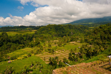 Rice Fields in Lombok Indonesia