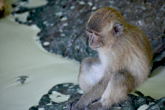 Mono en una playa de Tailandia