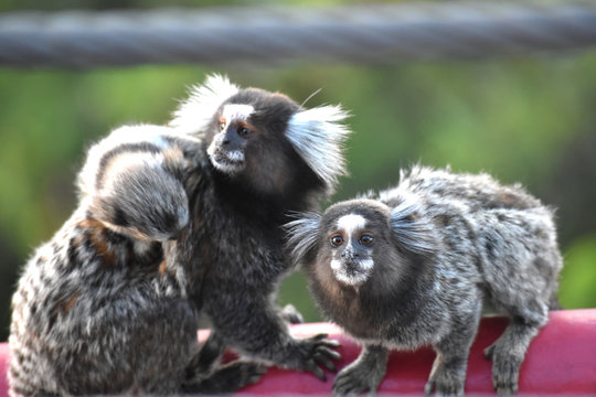 Tres monos en Brasil