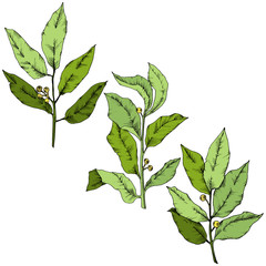 Vector green laurus leaf. Leaf plant botanical garden floral foliage. Isolated illustration element. Vector leaf for background, texture, wrapper pattern, frame or border.