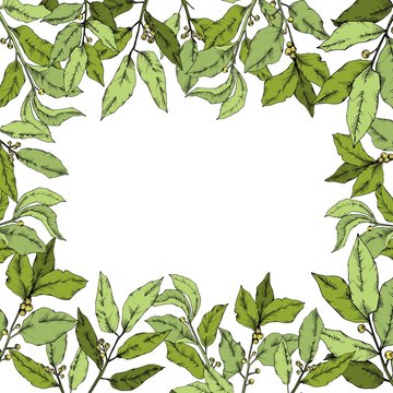 Vector green laurus leaf. Leaf plant botanical garden floral foliage. Frame border ornament square. Vector leaf for background, texture, wrapper pattern, frame or border.