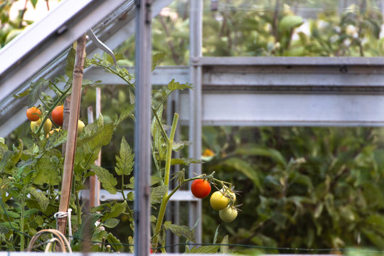 Bunch of Tomatoes Freshly grown in greenhouses hanging. Red ripen and Green unripen tomatoes growing naturally, organically and freshly. Red, Green, Plant