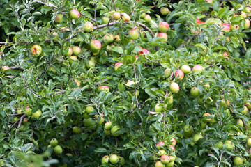 Multiple Ripen and Unripe Red and Green Apples growing on large green, branched apple tree. 