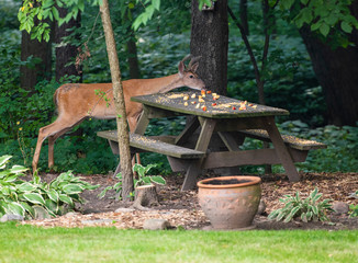 Young buck eating apples off picnic table