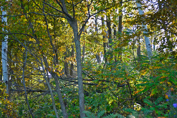 forest in autumn