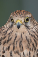 Falke