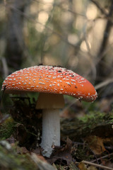  fliegenpilz Amanita muscaria