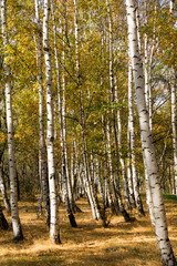 Obraz premium Autumn