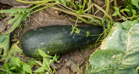 green zucchini growing in the field