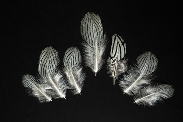 Feathers of  Lophura nycthemera Silver pheasant on black