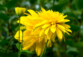 Chrysanthemum