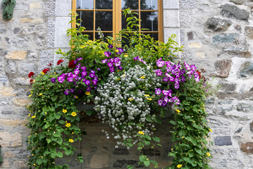 Fototapeta na wymiar Bouquet de fleur, vieille maison du Vieux Québec, Canada