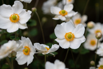 白いシュウメイギクの花