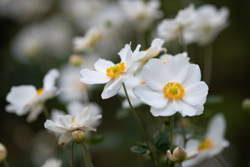 Obraz premium 白いシュウメイギクの花