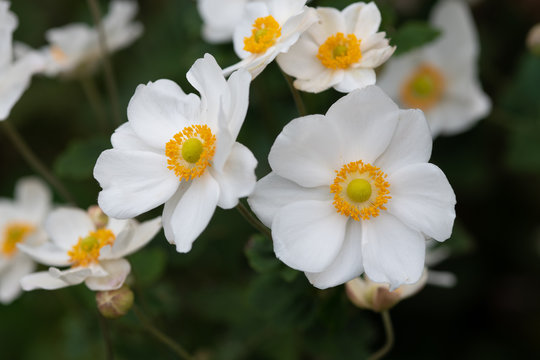 白いシュウメイギクの花
