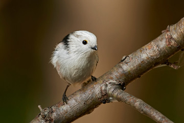 Long-tailed tit (Aegithalos caudatus)