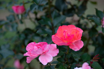 ピンク色のばら