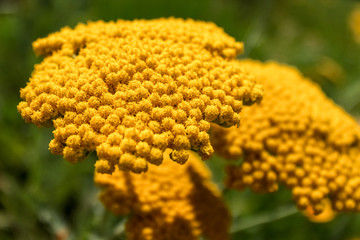 Goldgarbe, gelbe Blume, Blüte, vor grünem Hintergrund, Achillea filipendulina © Tamara