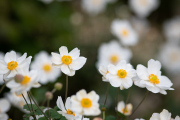 白いシュウメイギクの花