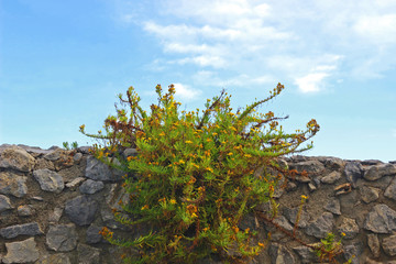 yellow wildflower growing on a stone wall, blue sky