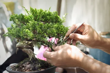 Foto op Aluminium Bonsaiboompjes maken. Handgemaakte accessoires draad en schaar bonsai, bonsai gereedschap, stand van bonsai. © Nori Wasabi