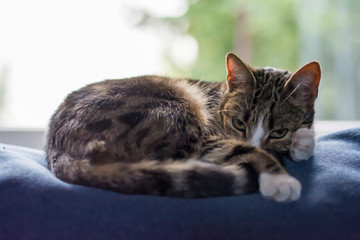 Black, beige and white cat curled on top of a blue sofa, looking into the camera