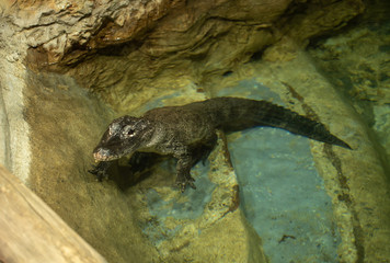 dwarf caiman juvenile needs to be fed