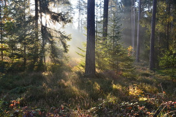 Sonnenstrahlen im Wald