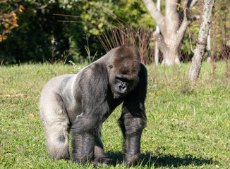Naklejka premium male silverback gorilla pauses to watch the sites below him