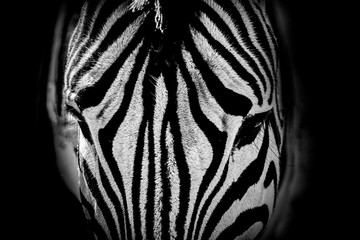 Closeup of a zebra head black and white image