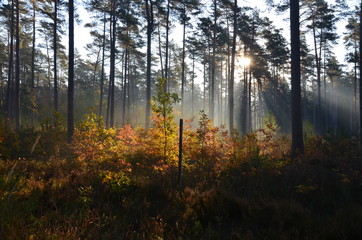 Morgenstimmung im Wald