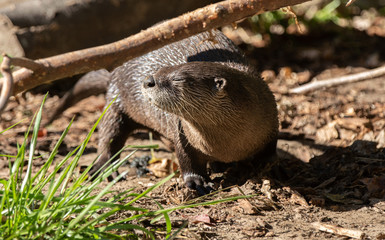 sea otter gives a side profile in the noon day sun