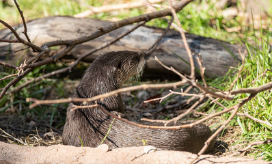 sea otter has caught the scent of something nearby